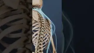 Where the Ribs Meet the Spine: Structural Anatomy