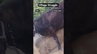 #foryou #villagelife #struggle #sad #help #cow #desi #home #farming #farmer #animals #cold #ytshorts