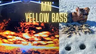 Minnesota Gold Nuggets! Hmong Yellow Bass Ft. (FishingWithThnu)