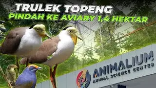 TRULEK TOPENG OVERPOPULASI! PINDAH KE AVIARY LEBIH BESAR, APA YANG TERJADI?