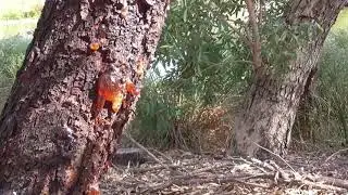 Laratinga wetlands, Mount Barker, South Australia 2019