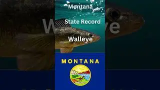 How big is the Montana State Record Walleye?