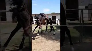 Aprende a domar con Pablo Brizuela #horse #caballoargentino #caballoscorriendo #caballos
