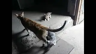 Meet My Pet