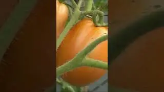 Harvesting Tomatoes  #lykieudung #lythica #rurallife #singlemother #gardening