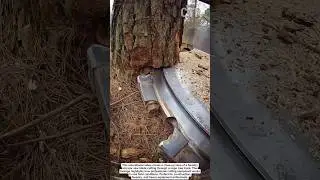 Extreme Forestry Saw Blade Cutting a Large Tree Trunk &ndash; Educational Heavy Equipment Shorts