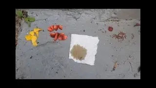 What food did the ants like the most/experiment / Que comida le gusta m&aacute;s a las hormigas