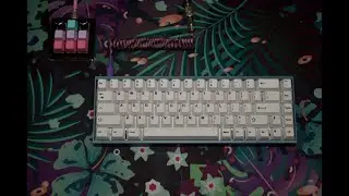 Tofu65 ASMR Type Test -- Holy Koala Switches
