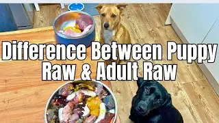 Raw Feeding Adult Dog vs Puppy