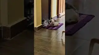kittens are playing happily 😽💃🏻🥰💃🏻😽👍 #kittens #love #play