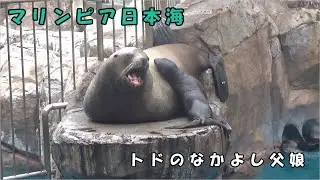 【マリンピア日本海】お父さんと仲良しのトドの赤ちゃん