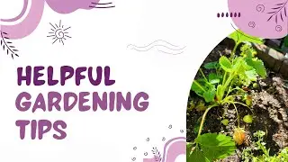 2023 Spring Garden Planting |  Episode 6  - Everbearing Strawberries