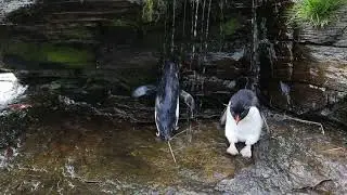 Rockhopper Penguin Shower - Felsenpinguine unter der Pinguindusche