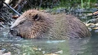 Our urban London beaver family have settled in well. BBC London pays a visit!