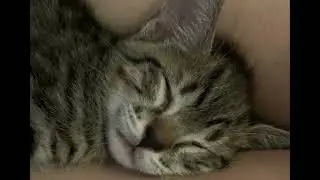 Mr. Basil Dreams of Sushi (Sound On)