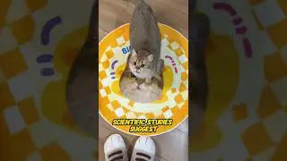 Могут ли кошки чувствовать любовь? Эмоциональная правда о кошачьей привязанности.