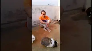 BUNNY NEVER LEAVE ME ALONE #bunny #shortsvideo #houserabbit
