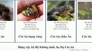 Động vật, bộ Bộ Kh&ocirc;ng đu&ocirc;i, họ Họ C&oacute;c t&iacute;a animal gai v&agrave;ng Chi bụng bẹt Barbourula Bombinatoridae