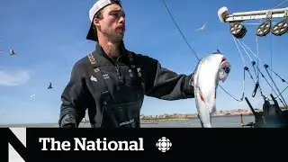 B.C. fishermen grapple with shrinking salmon industry
