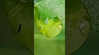 Moth Caterpillar munching on leaves 🍽️