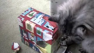 Cat opens Christmas Present