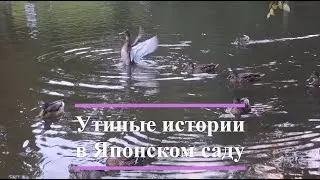Утиные Истории в Японском Саду | Утки Блогеры | В мире животных