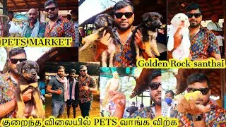 Best pet market in tamil |  Trichy ponmalai market pet market | நாய் குட்டி சந்தை
