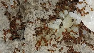 Relaxing Ants Feeding LIVE | Red Ants Eating Rice & Sugar | Relaxing Nature Observation #relaxing