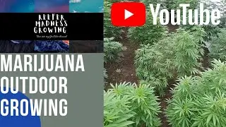 Huge Marijuana Plants! Outdoor update!