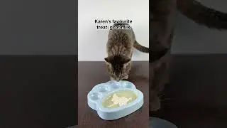 Subscribe for daily kitty content 😻&hearts;️ #cat #cutecat #funnycats #karenthecat #shortsfeed #shorts