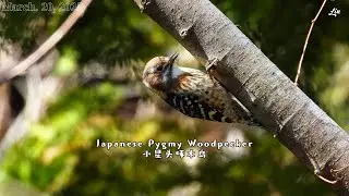 Japanese Pygmy Woodpecker