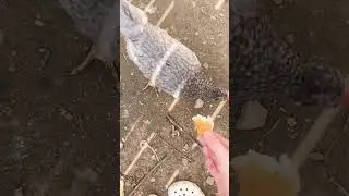 #chickensgonewild