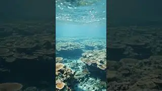 Most Relaxing ASMR Shorts Ever