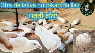||ਲੋ ਮਿਤਰੋ ਲਕਵੇ ਦਾ ਇਲਾਜ਼||ਦੋਵੇ ਗੱਲਾਂ ਕੰਮ ਦੀਆ||lakve da ilaz te jaruri gala kro not||
