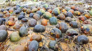 amazing fishing! catch snail a lots catching Experience by best hand in my village