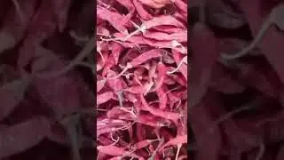 Red chilli export || ghafoor 1 traders