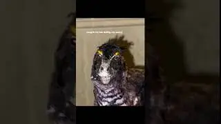 Weird Birds memes #weirdbirds