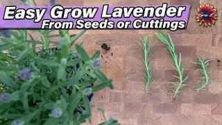How To Grow Lavender From Seeds OR Cuttings / Grow Great #Lavender In Less Time Than You Think!