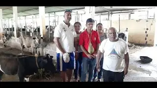 INTERVIEW ON COW PROTECTION , DUBREUIL  MAURITIUS.