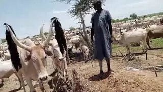Gai Aguek Ngong at Cattle Camp