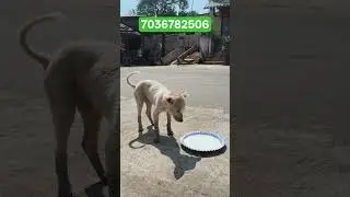 7036782506 మీకు తోచినంత సహాయం చేయండి#feedingstreetdogs#doglover#rescuedogs#adoptstrays#shortsviral&hearts;️