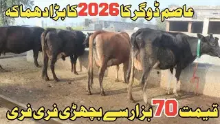 عاصم ڈوگر سیالکوٹ 4 خوبصورت گائے 2 بچھڑیاں دستیاب 15 جنوری 2026 Farming and Business Ideas