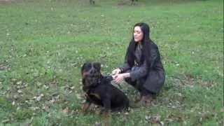 Legendary Leather Muzzle for Active and Aggressive Dog