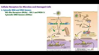 Immunology (15)| Cytosolic RNA and DNA Sensors | Cellular Receptors for Microbes and Damaged Cells