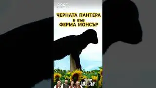 Черната Пантера е във ФЕРМА МОНСЪР #българия #село #farm #ферма #пантера #природа