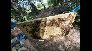 Hiving up the bees (unedited)