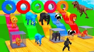 Choose the Right Slider Cage with Mammoth Cow Gorilla Buffalo DinosaurFun in Playground | Kids Funny