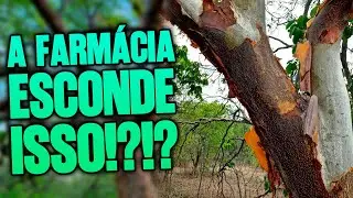 A CASCA QUE CURA: O Segredo da FLORESTA que a farmácia NÃO VENDE