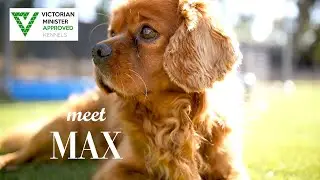 Max Cavalier King Charles Chevromist Kennels