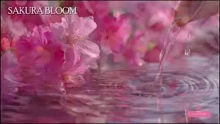 🔴 春の日本 さくらブルーム 🌸｜Japan Spring Sakura Bloom Ambient Healing Music